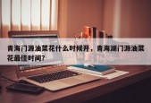 青海门源油菜花什么时候开，青海湖门源油菜花最佳时间？